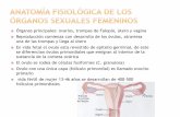 Fisiología femenina antes del embarazo y hormonas femeninas