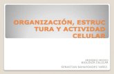Organización, estructura y actividad celular