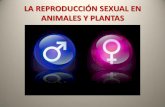 La reproducción sexual en animales y plantas