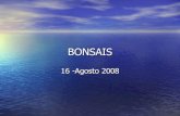 Bonsais Agosto2008