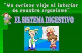 Sistema digestivo wequest iiiii