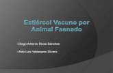 Estiércol vacuno por animal faenado