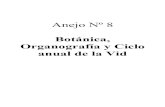 A8. botanica, organografia y ciclo anual vid