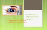 Anatomia del organo ocular