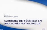 Carrera de técnico en Anatomía Patológica - 2013
