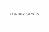 Glandulas Salivales jjhc992