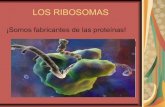 Los ribosomas :)