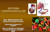 Cardiovascular estructura, circulacion,ciencias 2006