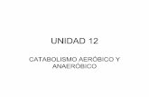 Unidad 12. Catabolismo aeróbio y anaeróbio