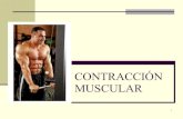 Proceso ContraccióN Muscular