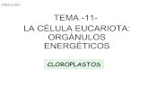 T 11 orgánulos energéticos_cloroplastos
