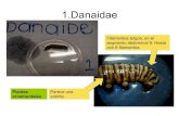 Identificación de Larvas.-Entomología (Made by Johanny Pérez//jperez@earth.ac.cr)