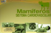 Mamiferos: Sistema Cardiovascular