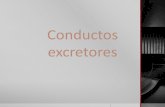 Conductos excretores-Tejidos-Histología de Lesson