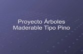 Proyecto Arboles Maderables Tipo Pino Cariben