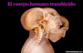 Cuerpo Humano Translúcido