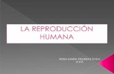 La reproduccion humana de Rosa Figueras, 4º A