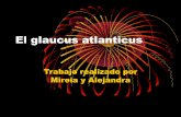 El glaucus atlanticus