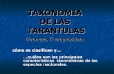Taxonomia De Las Tarantulas Pwp