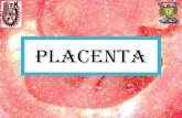 Práctica 5-Placenta