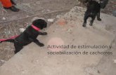 Estimulación de cachorros para las futuras actividades de búsqueda y rescate