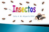 Insectos conferencia Celia a.