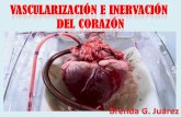 Vascularización e inervación del corazón