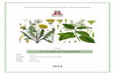 Utilidad de las plantas - planta medicinal chupasangre