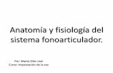 Anatomía y fisiología del sistema fonoarticulador imprimir