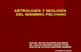 Artrología y miología del miembro pelviano