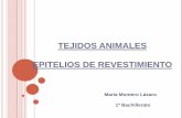 Epitelios de revestimiento -María Montero