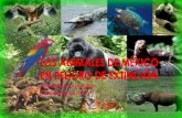 Los animales de mexico en peligro de extincion