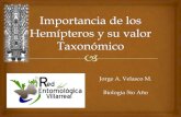 Importancia de los hemípteros y su valor taxonómico