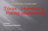 Anatomia Muscular Prototipo