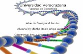 Atlas biologia molecular