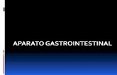 P gastrointestinal