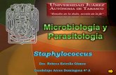 Staphylococcus - Gpe. Ark0z