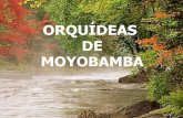 Orquídeas de-moyobamba-1202265023328476-5