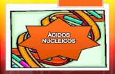 Biologia   acidos nucleicos