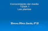Las plantas Teresa Pérez