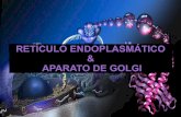 Retículo Endoplasmático y Aparato de Golgi