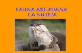 Fauna asturiana (nayara y mireia)