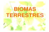 Biomas 1 [modo de compatibilidad]