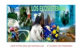 Presentacion T4 Ecosistema