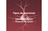 Tipos de neurona (dendritas, axon y cuerpo celular). Potencial de accion y reposo