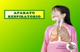 Aparato respiratorio (4)