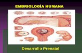 Desarrollo embriologico