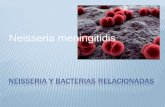 Neisseria (Neisseria meningitidis )