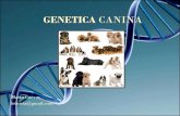 Genetica canina
