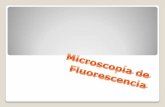 Microscopia fluorescencia
